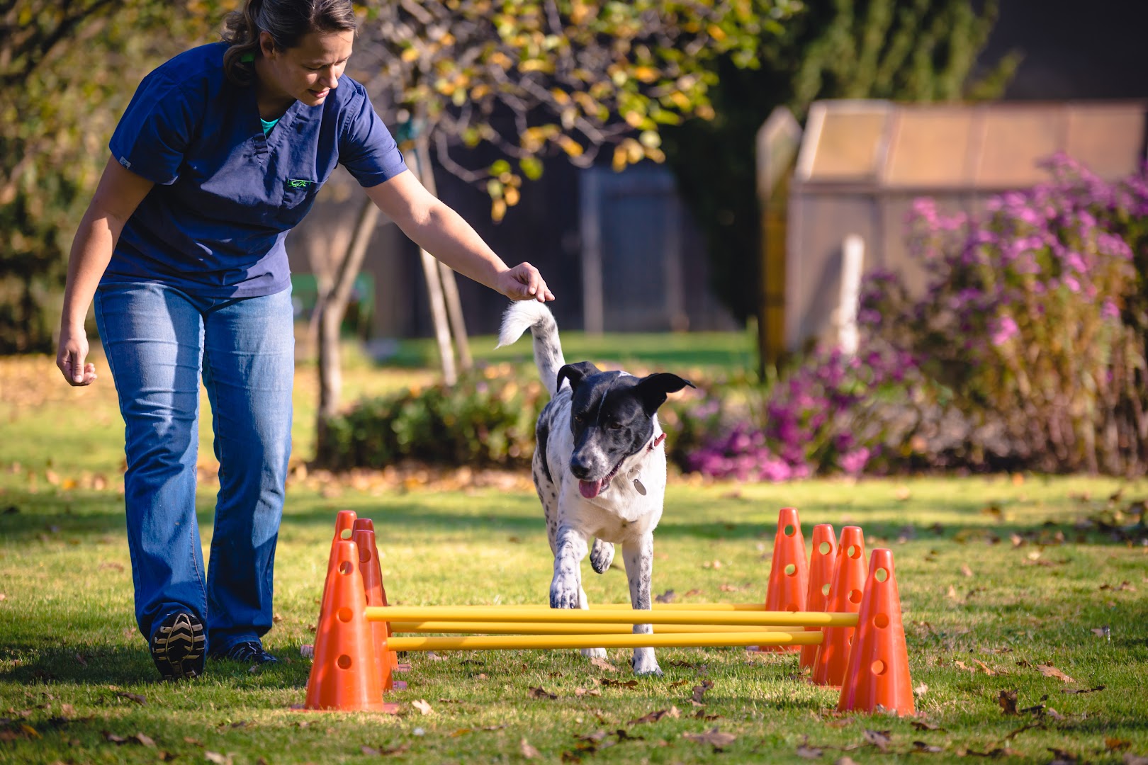 Hundephysiotherapie Anja Pigol · Fotos 4