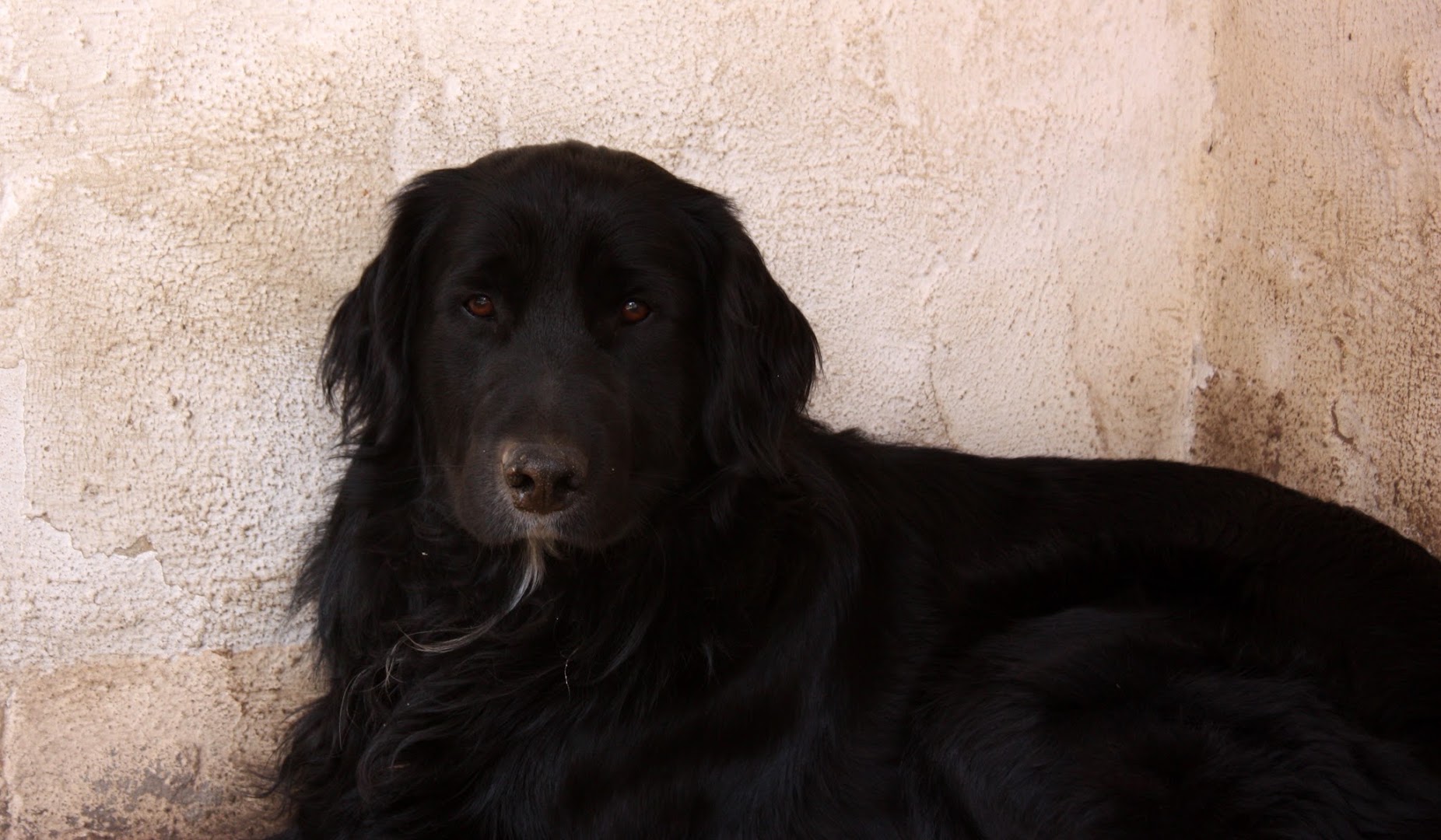 Hundephysiotherapie Anja Pigol · Fotos 7
