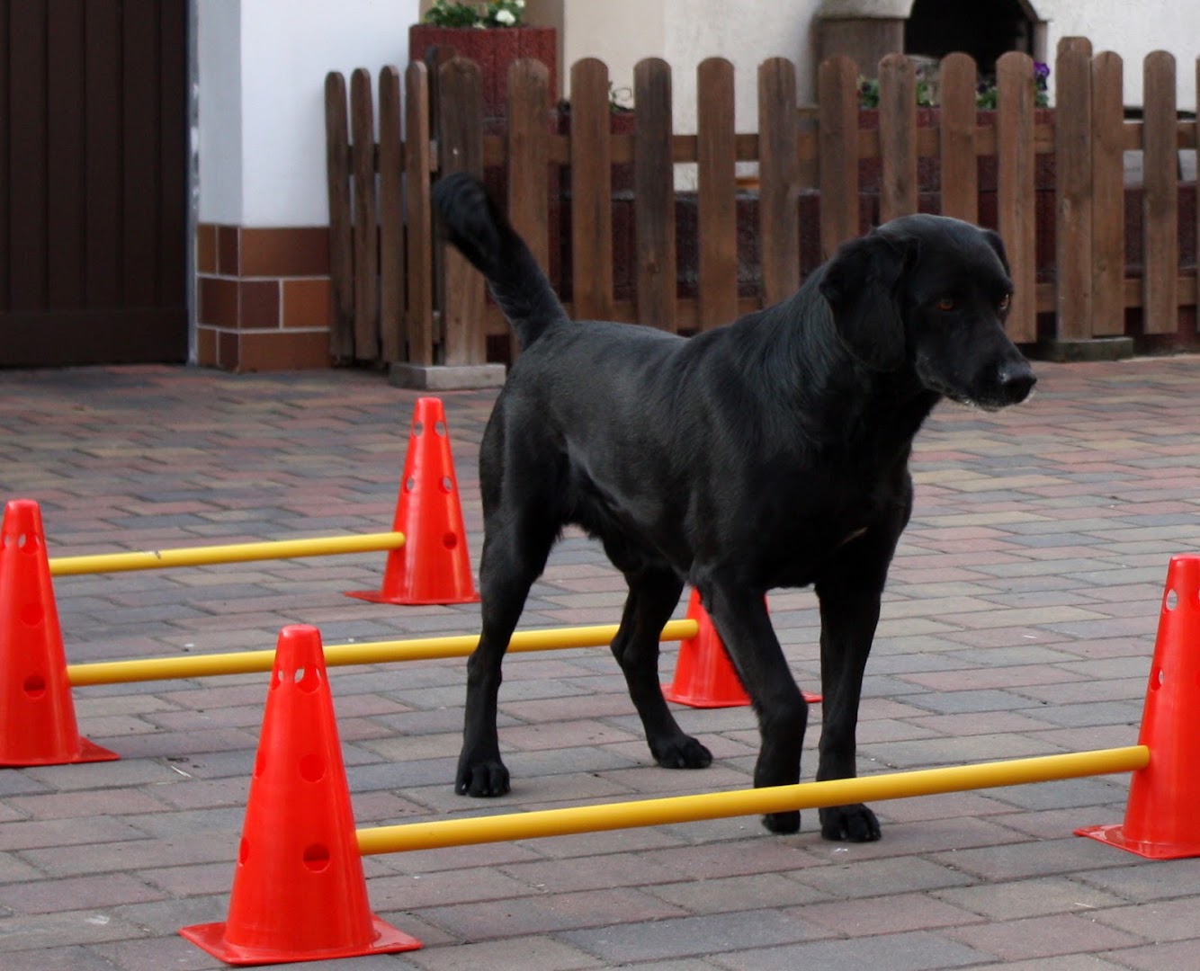 Hundephysiotherapie Anja Pigol · Fotos 6